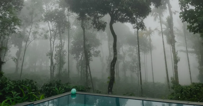 the best forest resort in wayanad
